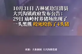 黑熊进村咬死咬伤4头猪，镇政府：短时间可能不会离去，入山、劳作一定要5人以上同行图片