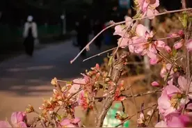 走，逛早市去！呼和浩特人的浪漫，从烟火气升腾的早市开始！图片