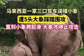 马来西亚一家三口驾车误撞倒小象 遭5头大象踩踏围攻 直到小象爬起身 大象才停止攻击图片