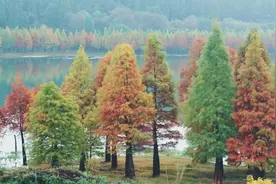 【寻美云南】落羽成杉油画季，最是橙黄橘绿时Ｉ初冬的三家村水库，大自然的调色盘图片
