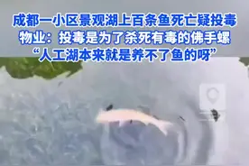 成都一小区景观湖上百条鱼死亡疑投毒 物业：投毒是为了杀死有毒的佛手螺 “人工湖本来就是养不了鱼的呀”图片