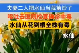 夫妻误把水仙当蒜苗吃后中毒狂吐图片