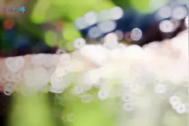 【有一种叫云南的生活·我家乡村美】豆豆向前冲图片