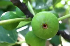 威海非遗技艺之荣成无花果干传统制作技艺图片