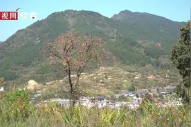 最美新农人｜小柿子怎样成为村民的“致富果”？图片