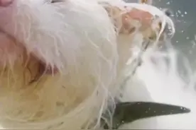 认识一下：贵州下司犬是国际公认的世界级猎犬图片