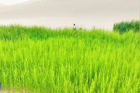 【甘快看】鸣沙山月牙泉：丝路之旅的永恒传奇图片