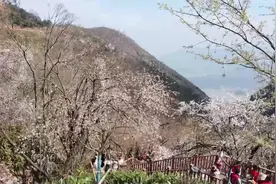 黄石大冶：一座烂漫樱花谷 擦亮文旅融合新名片图片