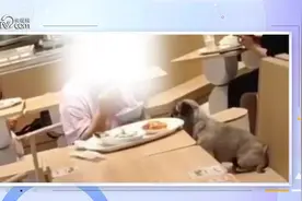 女子在餐厅与狗共用筷子引争议，法律专家：公共场所携带宠物不得妨碍他人图片