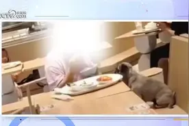 女子在餐厅与狗共用筷子引争议，法律专家：公共场所携带宠物不得妨碍他人图片