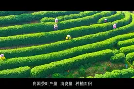香飘“一带一路”｜茶韵与咖香的双向奔赴图片