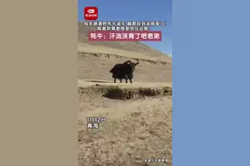 网友青海路遇野牦牛追车图片