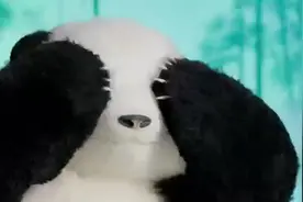 加油！熊小猫大运会助威歌来了图片