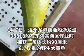 卖了68800元！野生大黄鱼被捕获 8.7斤重 体长约90厘米图片