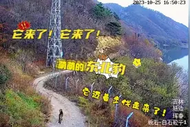 吉林延边惊现野生东北豹在“巡逻”！游哉悠哉萌萌哒！图片