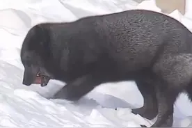 小狐狸的“亚冬奇缘”背后，东北的野生动物早已萌翻全网图片