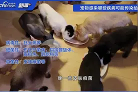 女子收养流浪猫后全家感染猫癣，宠物生病会传染给人吗？图片