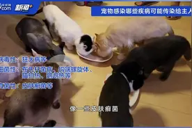 女子收养流浪猫后全家感染猫癣，宠物生病会传染给人吗？图片