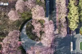 如何生根、枝繁、花开？河南一座城守护一棵树的故事图片