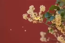 《书香长安》“二十四节气”姊妹篇“十二月花令” 一年秋分起，八月桂花香图片