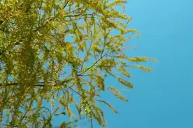 一年一清明 一岁一相思图片