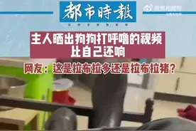 不懂就问这是拉布拉猪吗图片