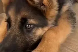 小警犬考试没及格 委屈到不行！这小眼神，哎呦~图片