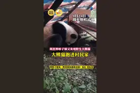 野生大熊猫跑进村民家了图片