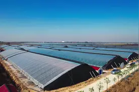 青岛平度市明村镇：小小西红柿撑起富民大产业图片