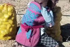 父母田间挖土豆，六岁女孩背起一岁弟弟帮忙照顾，网友：懂事的让人心疼图片