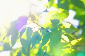 【联动宣传】陇上乡遇｜从天水出发，发现陇原乡村之美图片