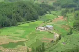 生态茶园为什么要“留草”？图片