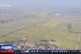 “好粮”→“好饭” 从一碗米饭看粮食品质升级图片