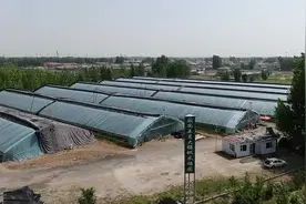 临沂市河东区：樱桃红满枝 铺就致富路图片