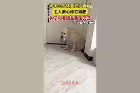 狗狗3岁体重已达百斤被要求减肥 叼着饭盆委屈巴巴图片