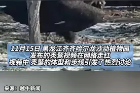 黑龙江一动物园内秃鹫爆红网络 雪地里走出魔性步伐 工作人员：秃鹫原本就是这样走路的图片