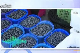 动辄上百元一斤，国产化能实现蓝莓自由吗？图片