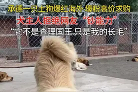承德一土狗被誉为 “中国狗王”海外爆红，有“壕粉”出高价求购，主人拒绝，称“它只是我的长毛”图片