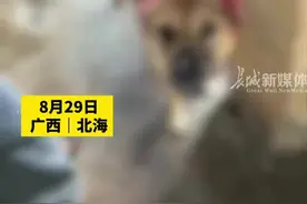 主人发现狗狗被人剪断耳朵和尾巴，“人为的，刀口都整整齐齐”，当事人：农村也不会为这种事报警图片