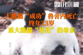 网红熊猫“花花”的妈妈，大熊猫“成功”在兽舍内死亡，终年23岁图片