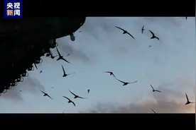 北京城最古老的“原著民”之一 神奇的雨燕→图片