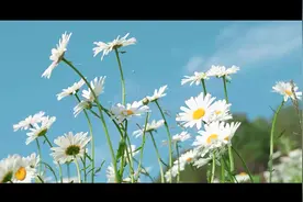 爱的底色——德州市教体局桃李之声合唱团演绎《花开忘忧》表达教育情怀图片