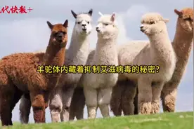 大学·问｜羊驼体内的纳米抗体，能100%抑制艾滋病病毒？图片