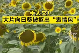 手真欠！向日葵花海被抠成“表情包”，竟还有家长现场“教学”！图片