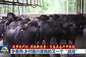 当过兵创过业 这位90后村支书接过乡村振兴“接力棒”图片