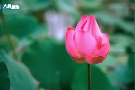 小暑｜荷花绽放献清凉 穿越3000年的热爱图片