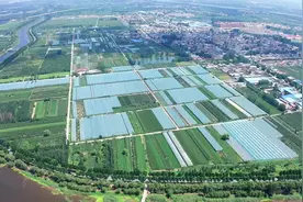 临沂沂河新区：葡萄挂满枝 采摘正当时图片