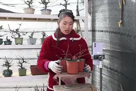 临沂市河东区：“海棠之乡”结出“共富果”图片