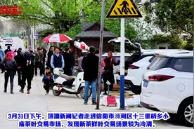 信阳毛尖尚未大面积开采，市场为何有大量低价新茶在售？图片
