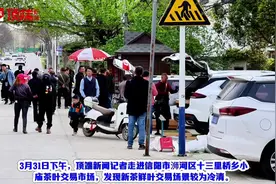 信阳毛尖尚未大面积开采，市场为何有大量低价新茶在售？图片